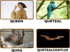 Snapshot Queen Quetzal Quail Quetzalcoatlus Image